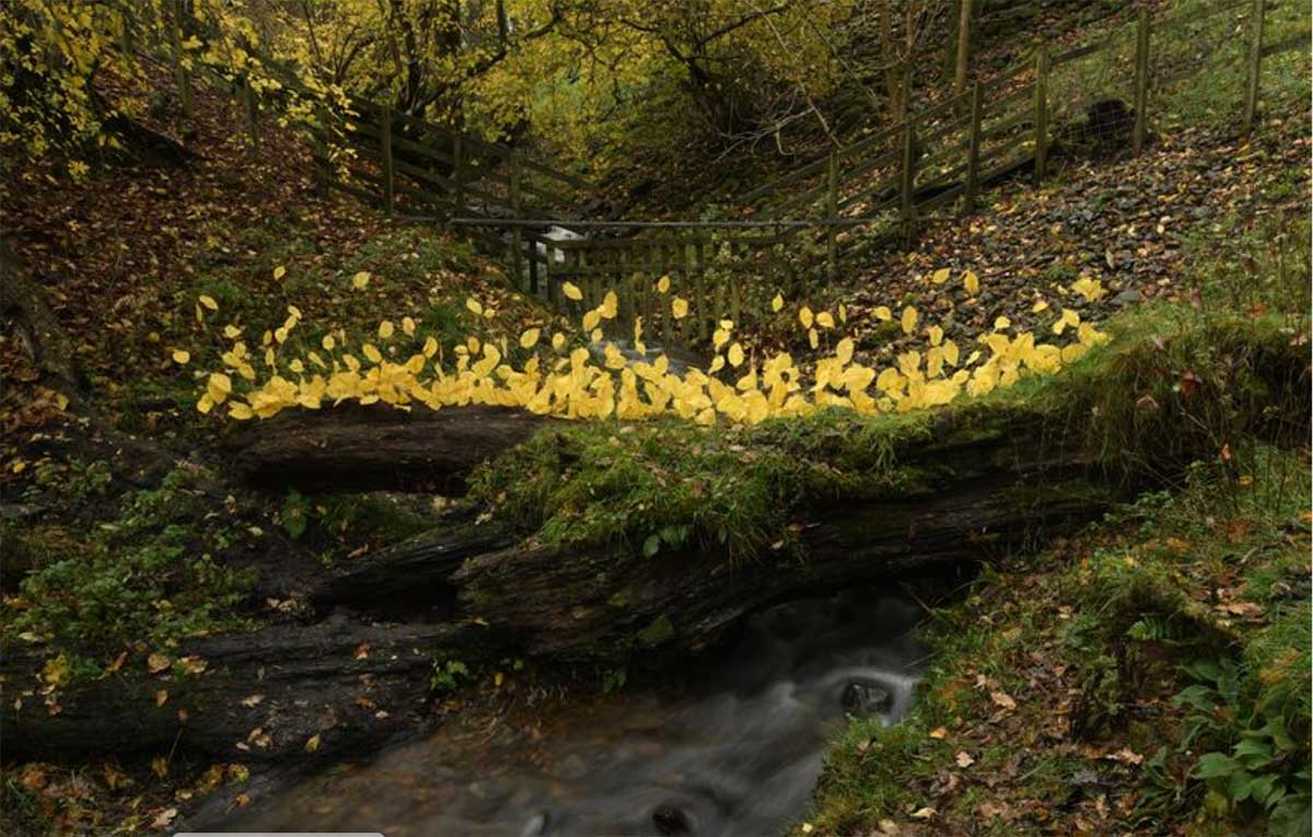 Feature-Goldsworthy.jpg